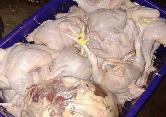 Harga Ayam Potong Semakin Naik Turun Tidak Jelas Selidik Kasus